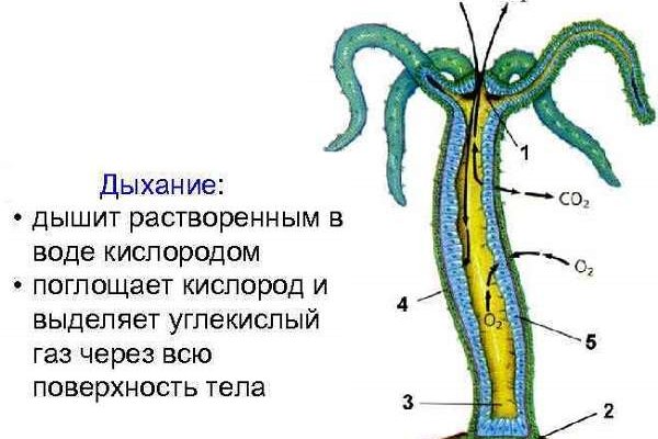 Кракен вход официальный сайт